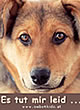 Hund