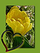 Tulpe