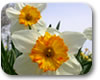 Frühlingsboten Foto: Frühlingsboten