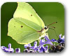 Foto: Fr&uuml;hlingsboten