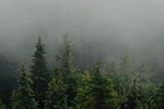 Nebel