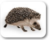 Foto: Igel