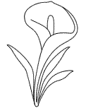 Blume