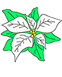Weihnachtsstern