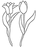 Tulpen