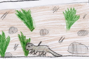 Zeichnung Gecko