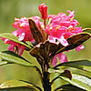 Alpenrose Alpenrose