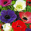 Anemone Anemone