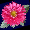 Aster Aster