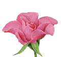 Bl&uuml;te