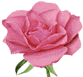Grafik: Rose