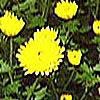 Chrysantheme Chrysantheme