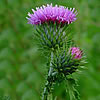 Distel Distel