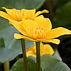 Dotterblume Dotterblume
