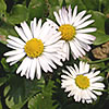 Gänseblümchen Gänseblümchen