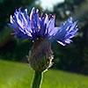 Kornblume Kornblume