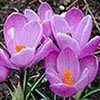 Krokus Krokus