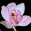 Orchidee Orchidee