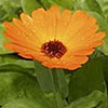 Ringelblume Ringelblume