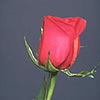 Rose Rose