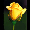 Rose Rose