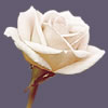 Rose Rose