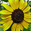 Sonnenblume Sonnenblume