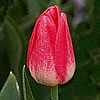 Tulpe Tulpe