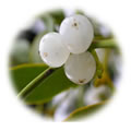 Mistelbeeren