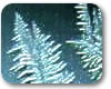 Foto: Eisblumen